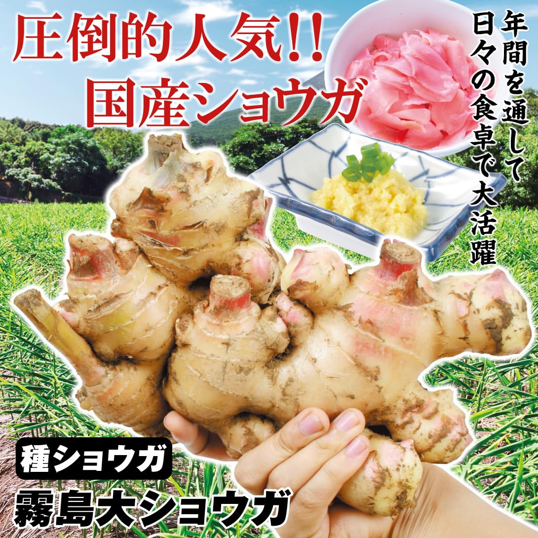 種生姜20kg 種生姜 手のひらサイズ 20kg 種生姜 手のひらサイズ 20kg