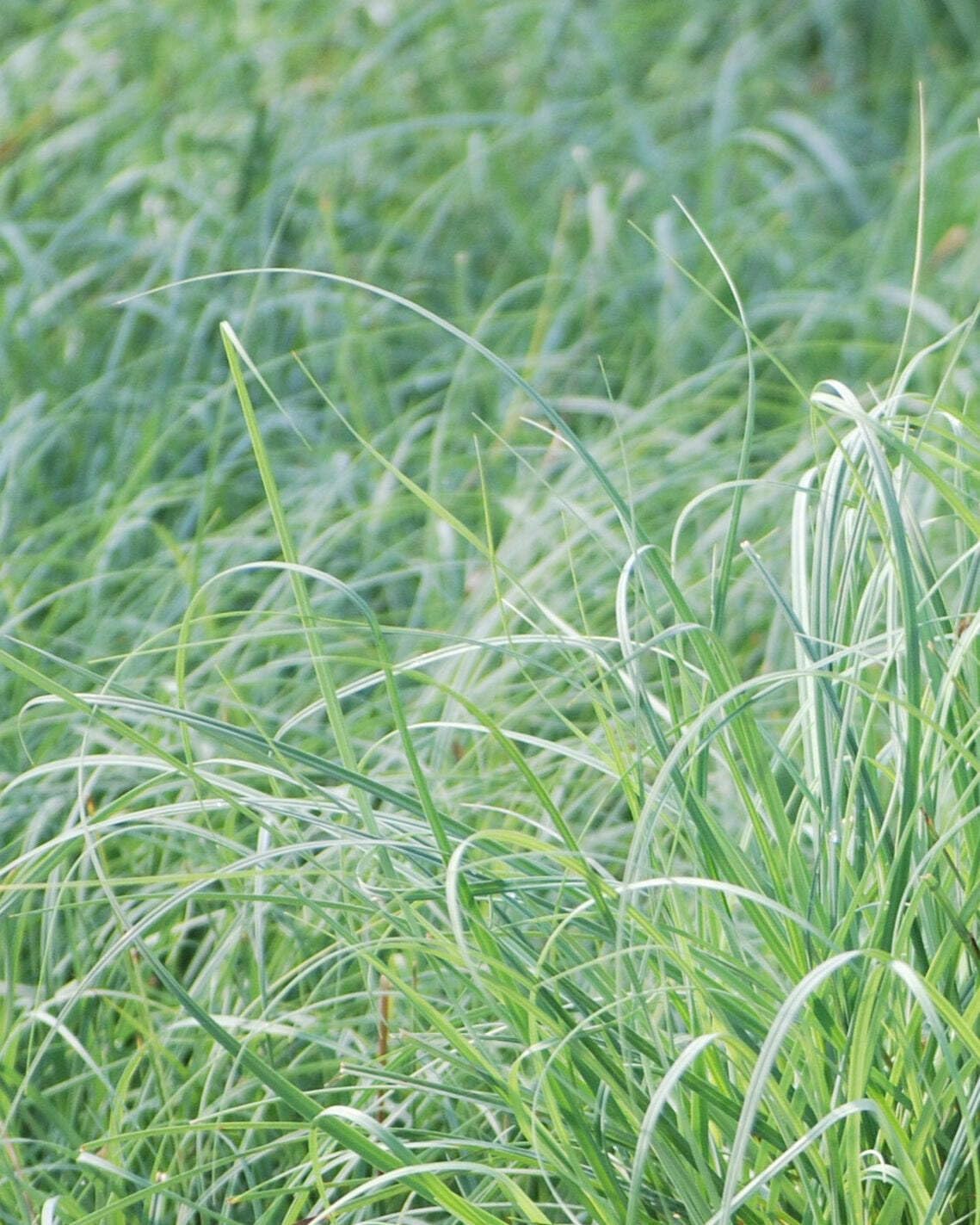 Perennial Farm Marketplace Carex glauca 'Blue Zinger' (Sedge) Ornamental Grass, Size-#1 Container, Cobalt Colored Foliage