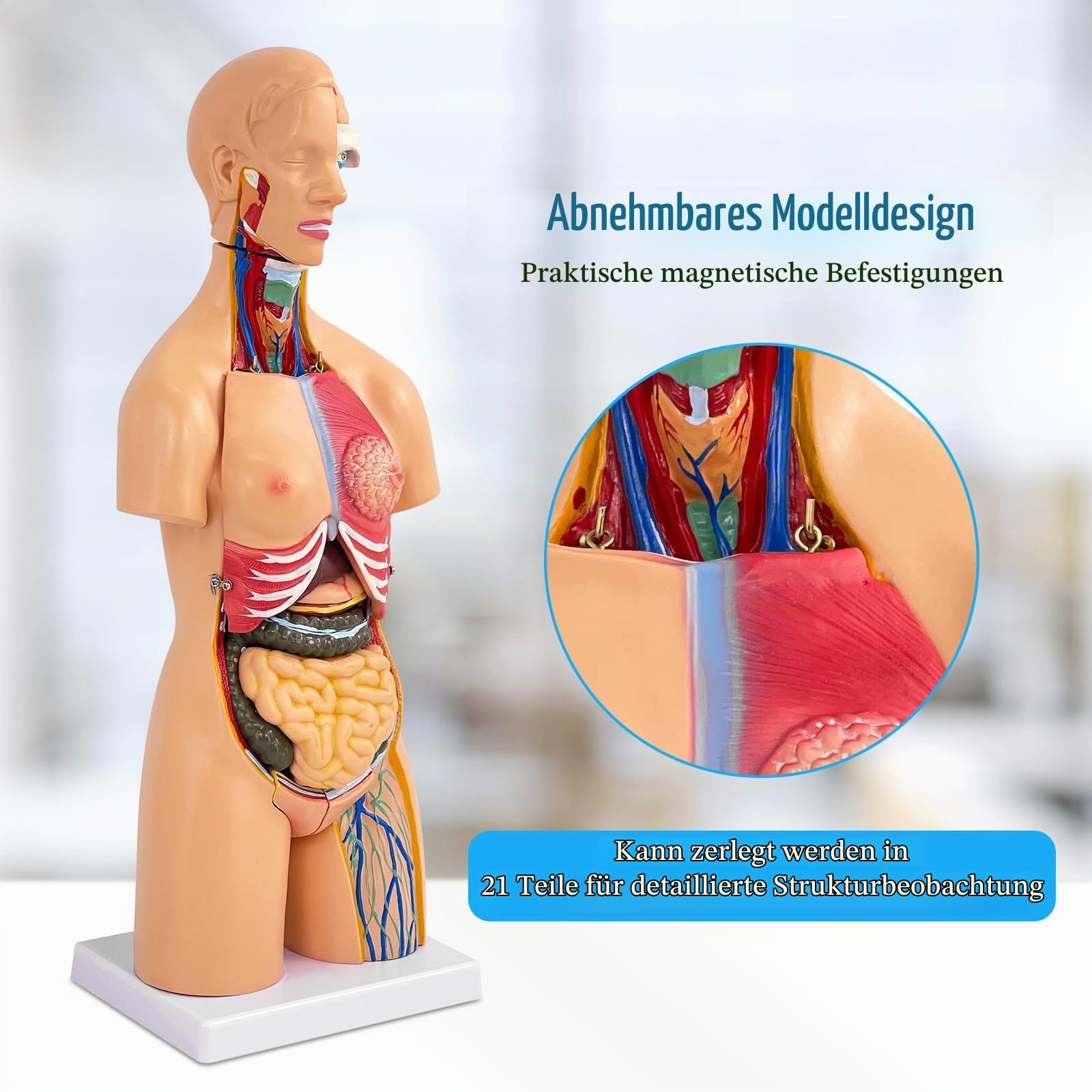 55cm Unisex Torso Anatomie Modell PVC Menschlicher Körper Modell Anatomie Modell Torso mit 21 Abnehmbaren Inneren Organen, Für Schule Unterricht Lernen