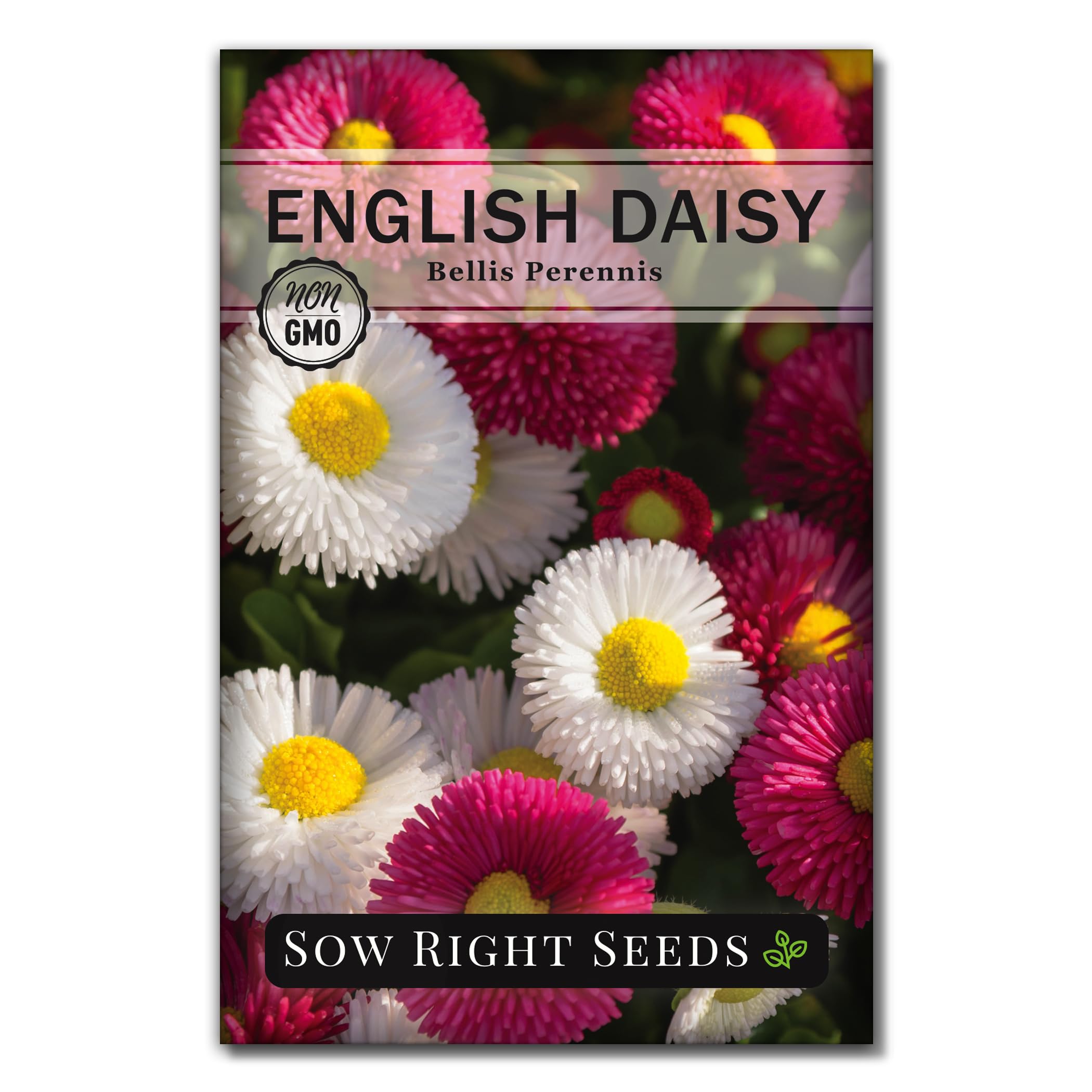 Sow Right Seeds - English Daisy Flower Seeds for Planting - Non-GMO Heirloom Seed Packet with Instructions to Grow - Colorful Perennial Mix - Low Growing Lawn Filler - Attract Pollinators (1)