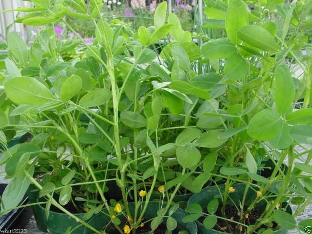 Peanut Plant Seeds, Early Spanish Peanut (Arachis Hypogaea) 100 Untreated Seeds