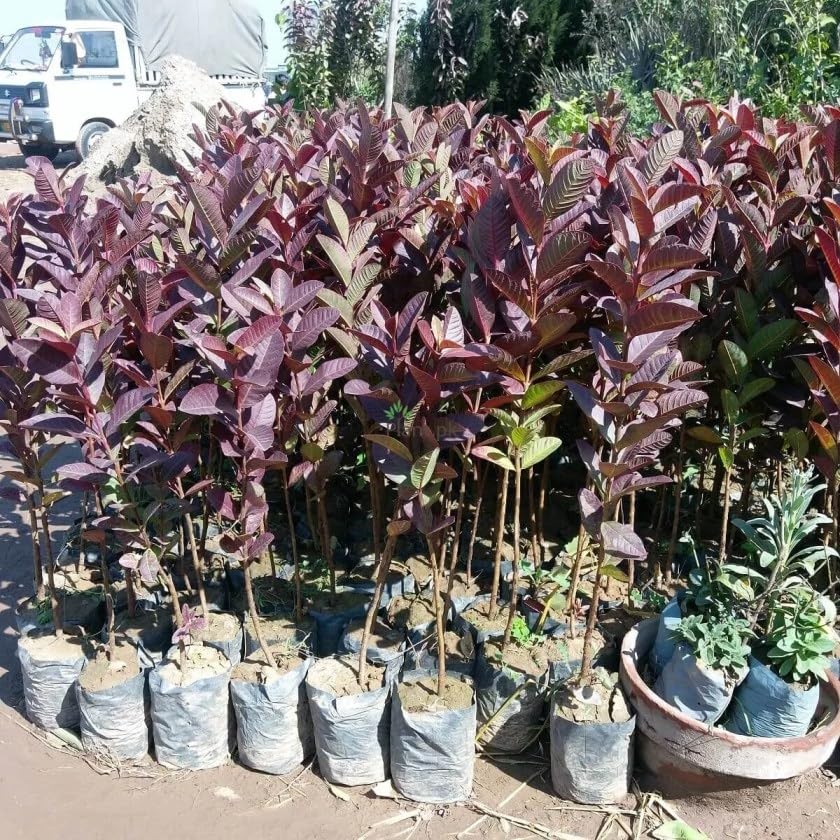 Image of SRIYA NURSERY Guava Plant Hybrid,Thai Variety (Air Leyaring) All Season Red Fleshed & Red Skin, high-yielding Amrood Fruit Plant /Idal for home gardens and container (pack of 1)