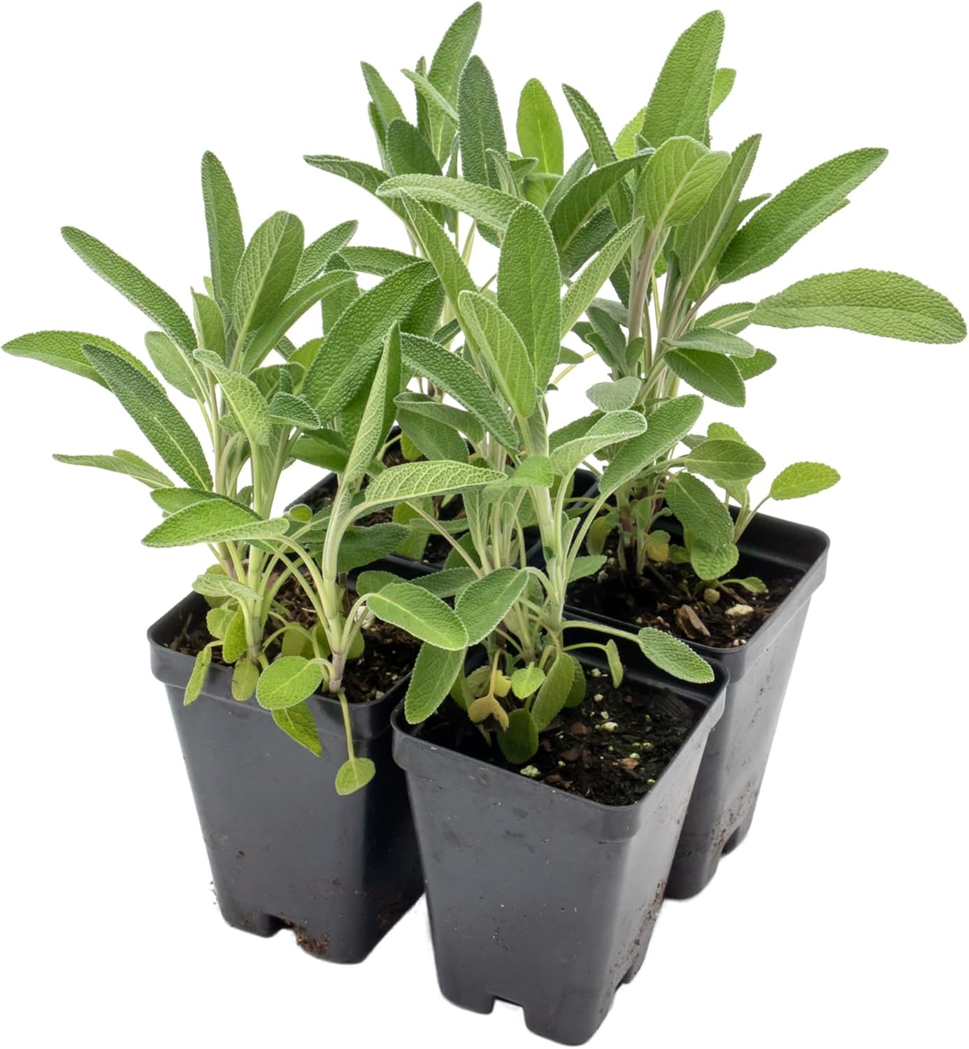 4 Common Sage | Live Plants in 2.5-inch Nursery Cubes | Salvia officinalis Variety | Drought-Tolerant Evergreen | Fragrant, Flavorful and Aromatic Herb for Home, Garden, and Kitchen
