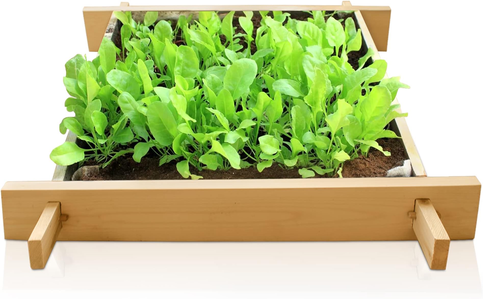 Enthusiast gardenbed, 1.6 x 1.6 Foot, Wooden Raised Garden Bed Outdoor, planter bed for home gardening, Ideal for Growing Flowers, Herbs, Vegetables. Ideal as Seed tray/plant starter tray