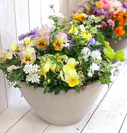 Amazon Co Jp ありきたりな寄せ植えに満足できない方へ 花うるるの寄せ植え テラ 寄せ植え ギフト 玄関 鉢植え セット 冬 春 新築祝い フラワーギフト 誕生日 プレゼント 女性 友人 40代 50代 60代 70代 80代 花 結婚記念日 おしゃれ 卒業 ギャザリング ビオラ Amazon Co Jp ありきたりな寄せ植えに満足できない方へ 花うるるの寄せ植え テラ 寄せ植え ギフト 玄関 鉢植え セット 冬 春 新築祝い フラワーギフト 誕生日 プレゼント 女性 友人 40代 50代 60代 70代 80代 花 結婚記念日 おしゃれ 卒業 ギャザリング ビオラ