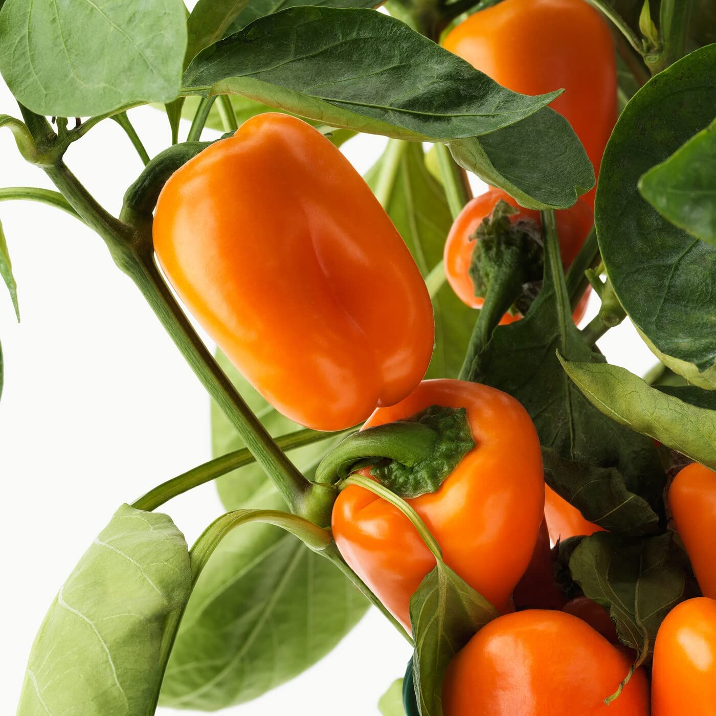 Golden Hills Farm Hybrid chilli orange jalapeno 40-83 seeds (B09JXTT3JQ) Amazon Price History, Amazon Price Tracker