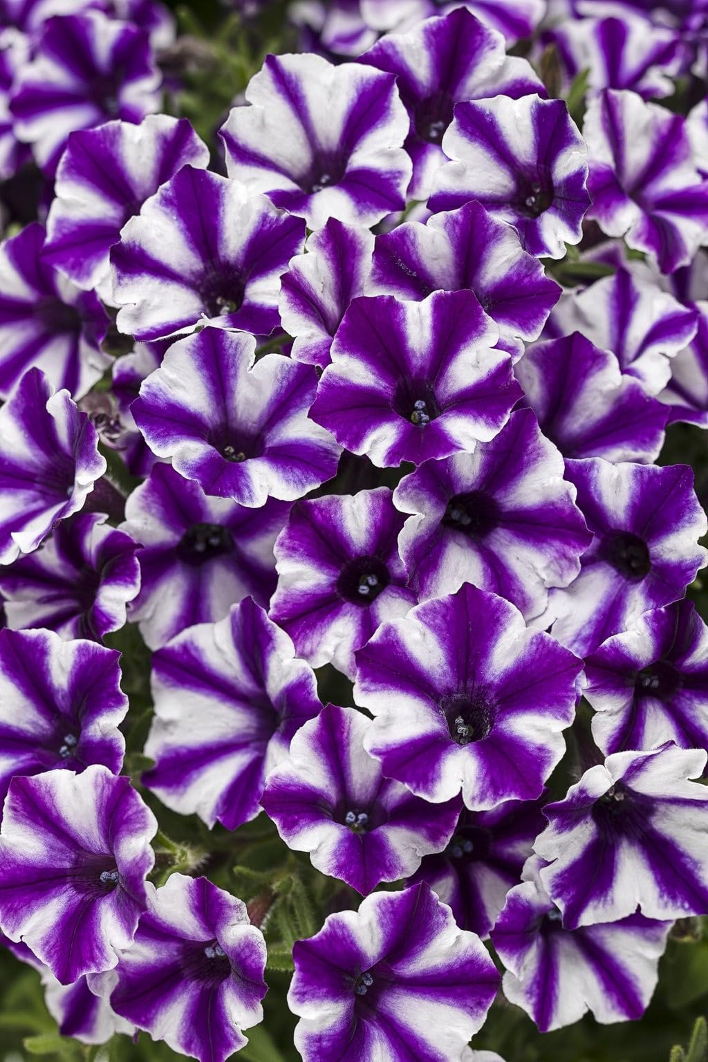 Willvine Violet Star Petunia-DLX-8T-picture-30