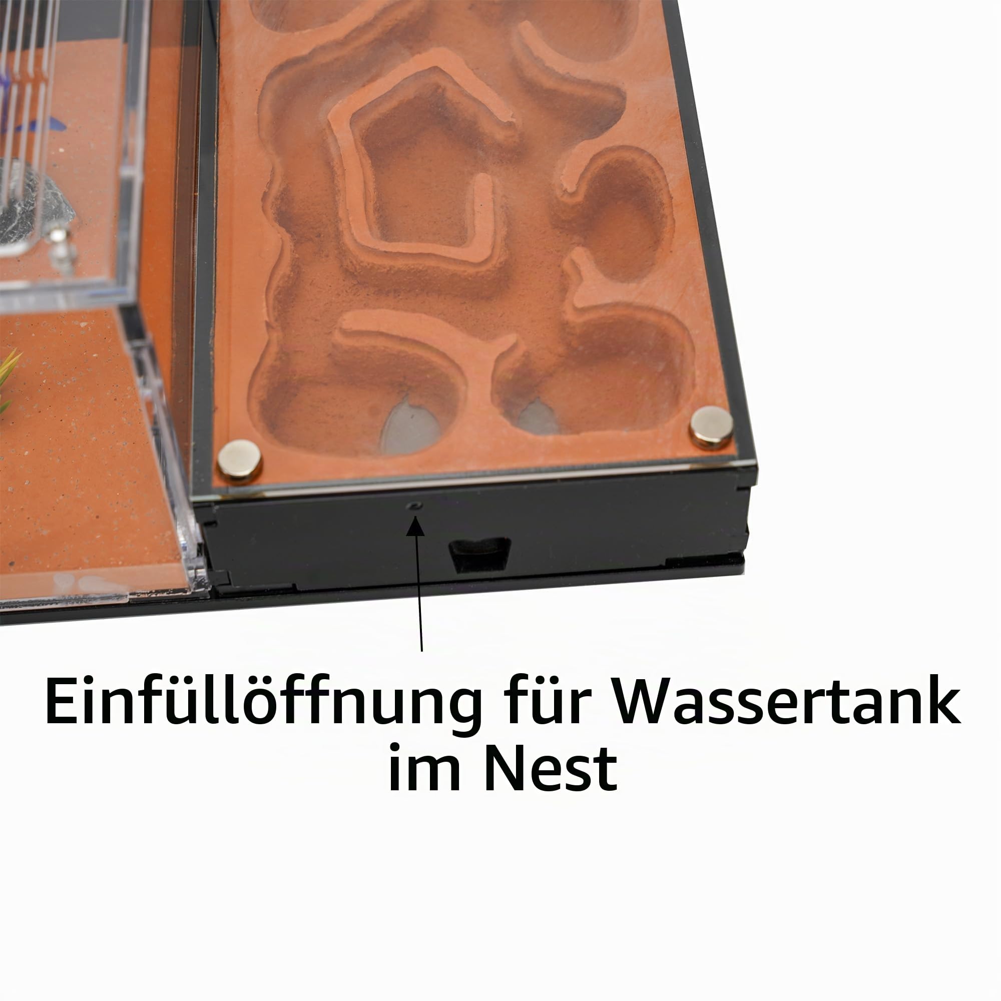Ameisenfarm für lebende Ameisen - für kleine Ameisen-Klonie - Natürliches Lernspielzeug - Tolles Geschenk