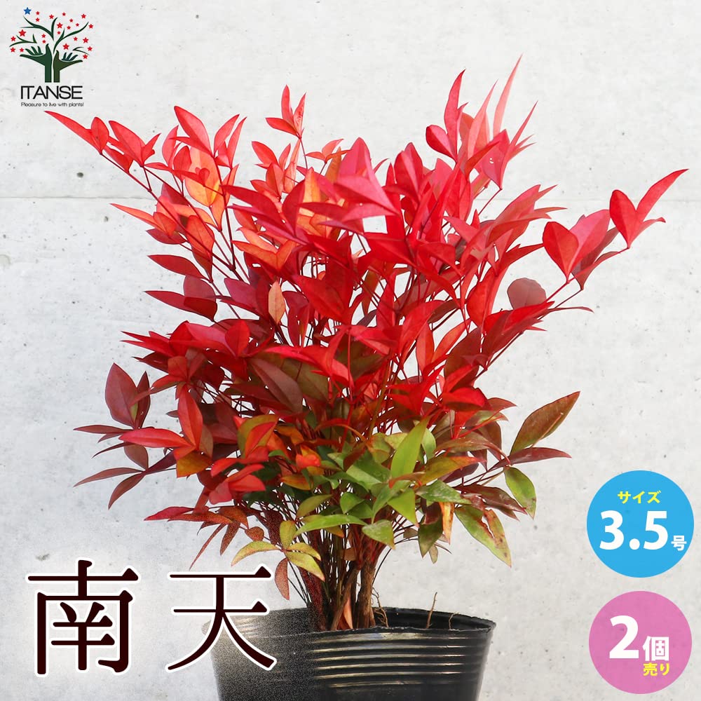 Amazon.co.jp: ITANSE 南天(ナンテン)Lサイズ 3.5号 2個セット