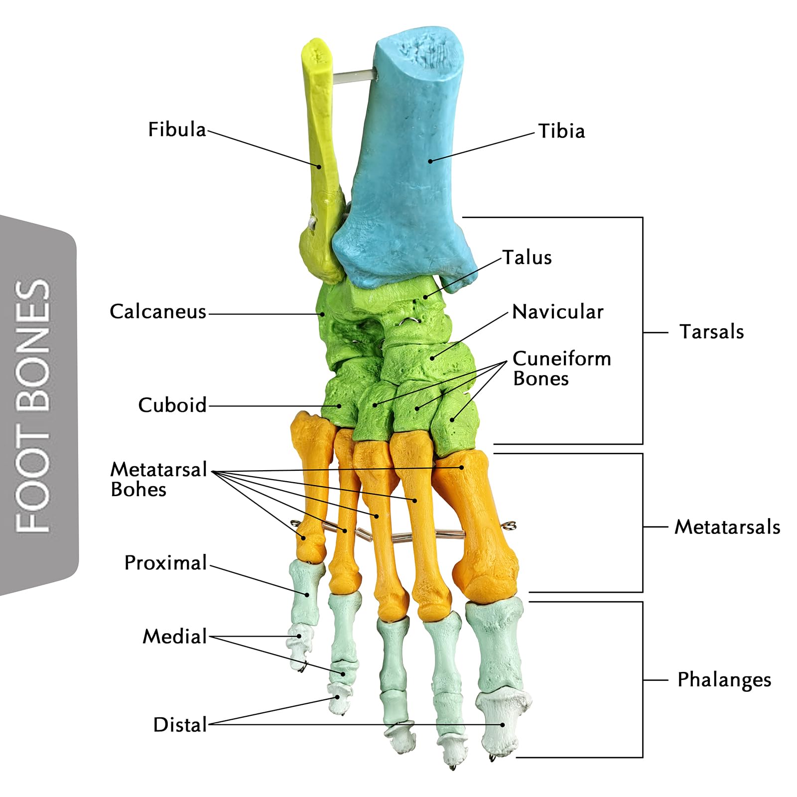Modelo Anatómico De Pie Derecho Humano, Completamente Articulado, 1:1 | EVOTECH SCIENTIFIC Modelo Anatómico De Pie, Adecuado Para El Aprendizaje De Anatomía, Educación Y Demostración Didáctica