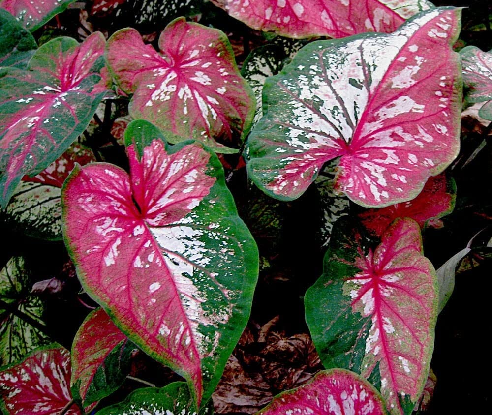Caladium Flower Seeds for Winter Pack of 2 Bulbs By Zabbus (B0BT64X3WR) Amazon Price History, Amazon Price Tracker