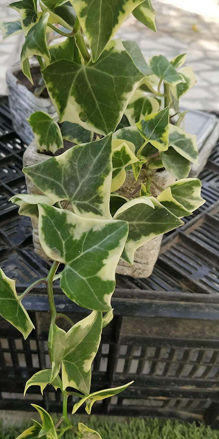 Greenursery™ - Exotic Rare Plants English Ivy AKA wax ivy Succulent live plant (B08ZDLSNK9) Amazon Price History, Amazon Price Tracker