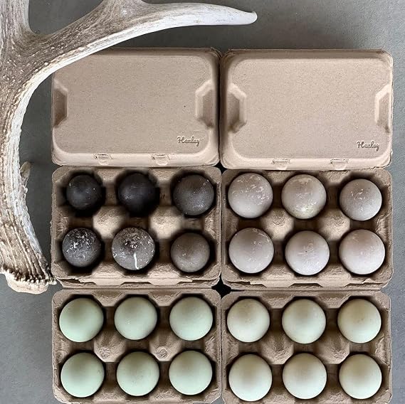 Half Dozen Jumbo Duck Egg Cartons Blank Eco-Friendly Pulp Flats - 20