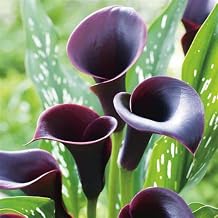 Calla Lily Bulbs.Strong Plants That Grow Well Mix Golden Jade Carving Feels Beautiful-2 Bulbs-C