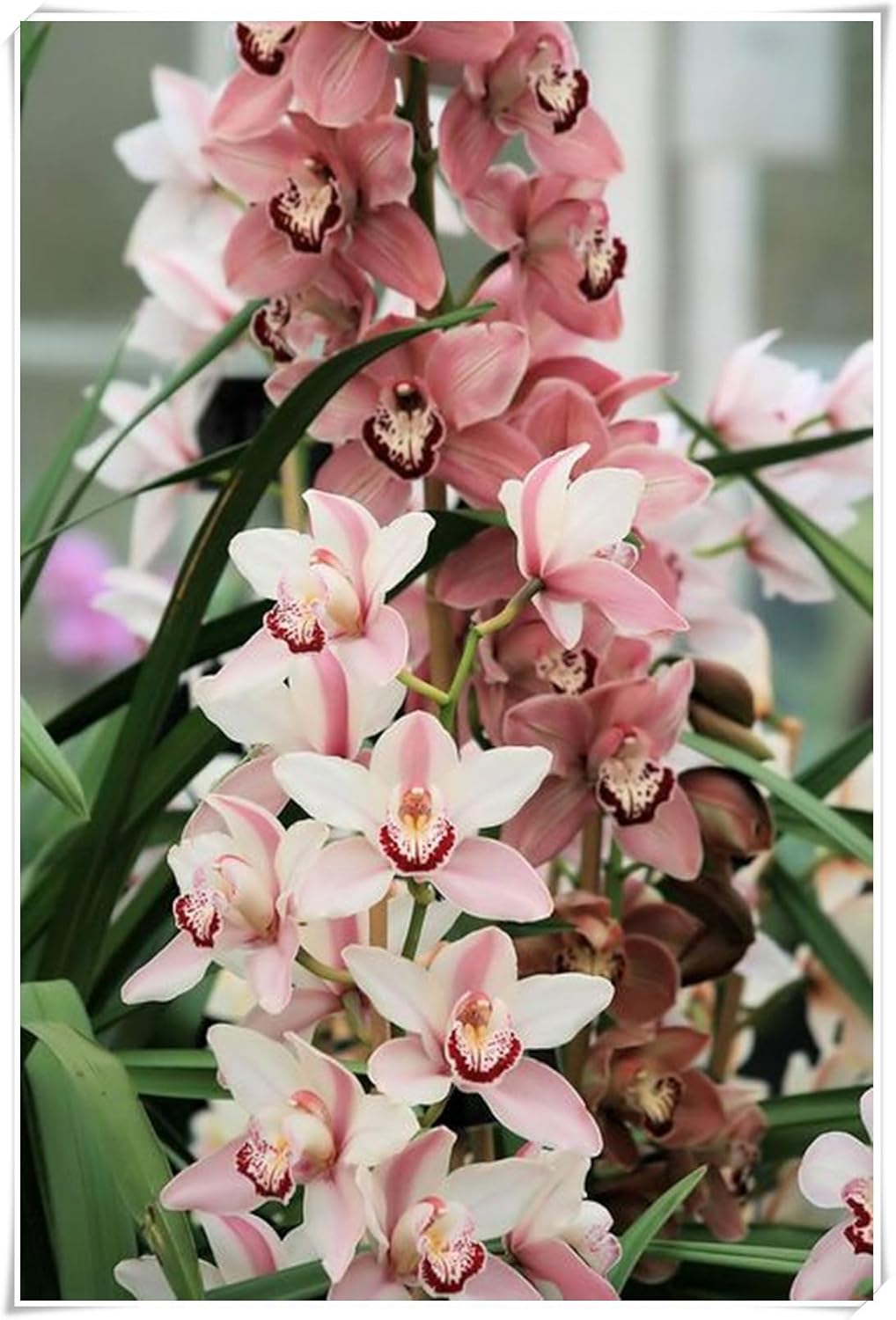Amazon.com: Garden (Cymbidium for Planting) Professional Fall or Spring ...