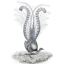 Vintage John Gould Australian Bird Art CANVAS PRINT Albert's Lyrebird "" Paintings Oil Painting Original Drawing Animals Poster Animal Photo Wall 8x12inch-Framed