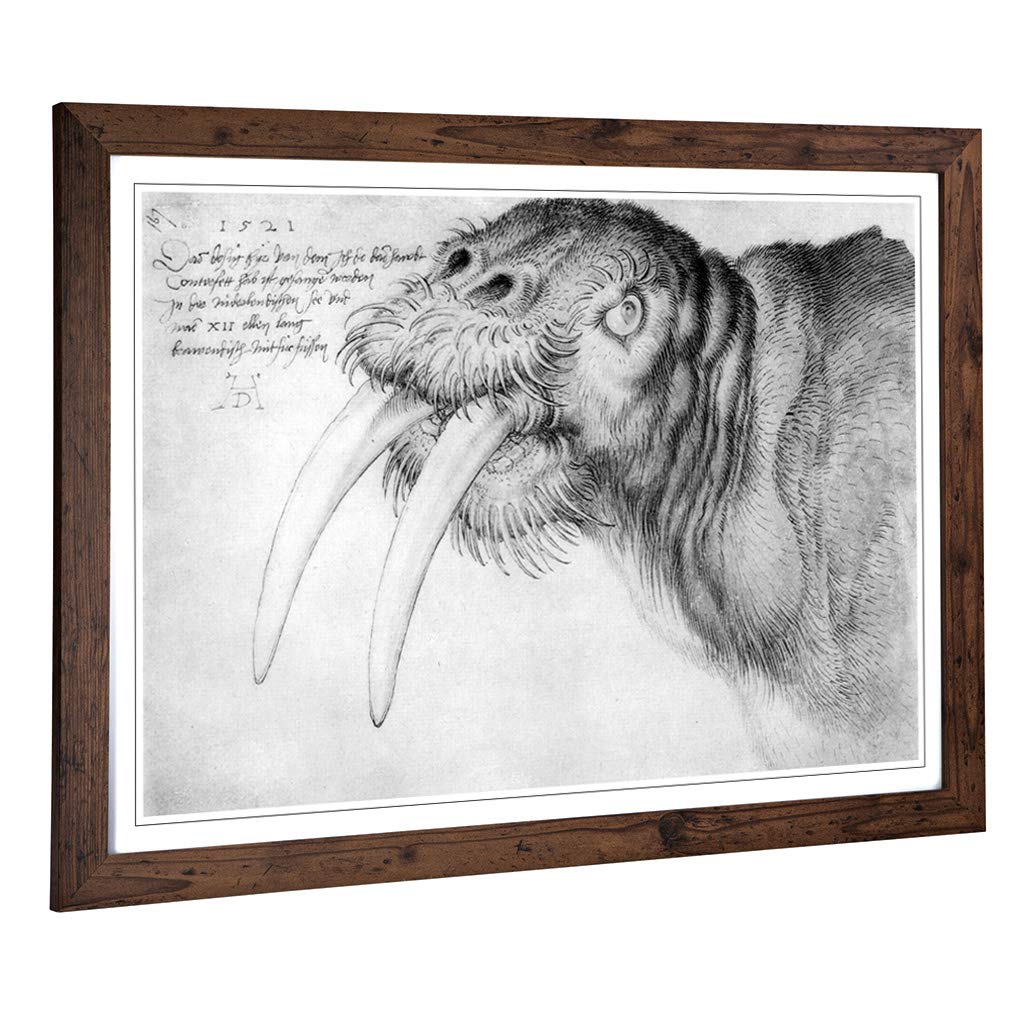 Big Box Art Framed Print of Albrecht Durer Head of a Walrus Design | Wall Art Picture | Home Decor for Kitchen, Living Room, Bedroom, Hallway, Walnut, A2 / 24.5x18 Inch / 62x45cm