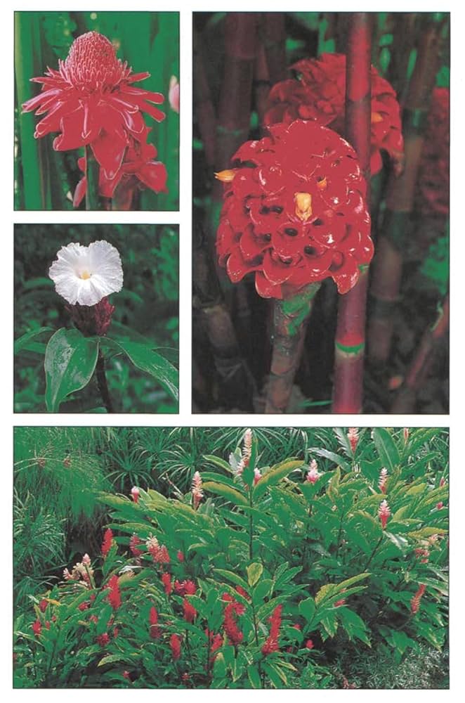 洋書 TROPICA: Exotic Plants and Trees Tropica - Color Cyclopedia of Exotic Plants and Trees - for