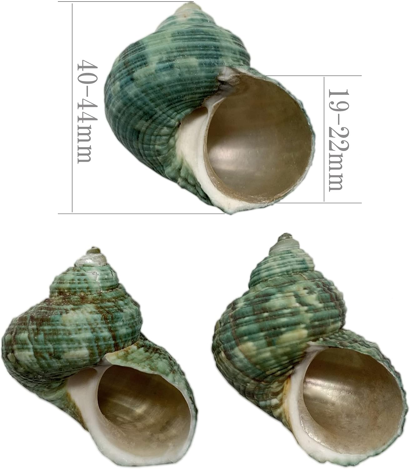 最大 オフ エデンの貝殻 ヤドカリのおうち 宿替え用 ミドリの貝殻 ３個入 Lサイズ 高さ 40 44mm S37 4 Aofmarketplace Com