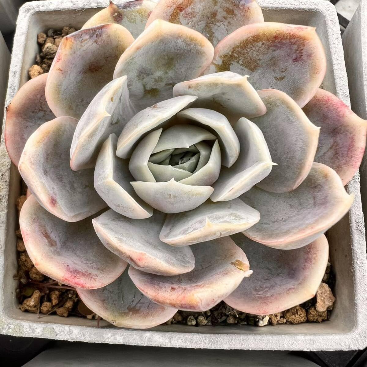 Amazon.co.jp: ブルーサプライズ根付き抜き苗多肉植物エケベリア : DIY