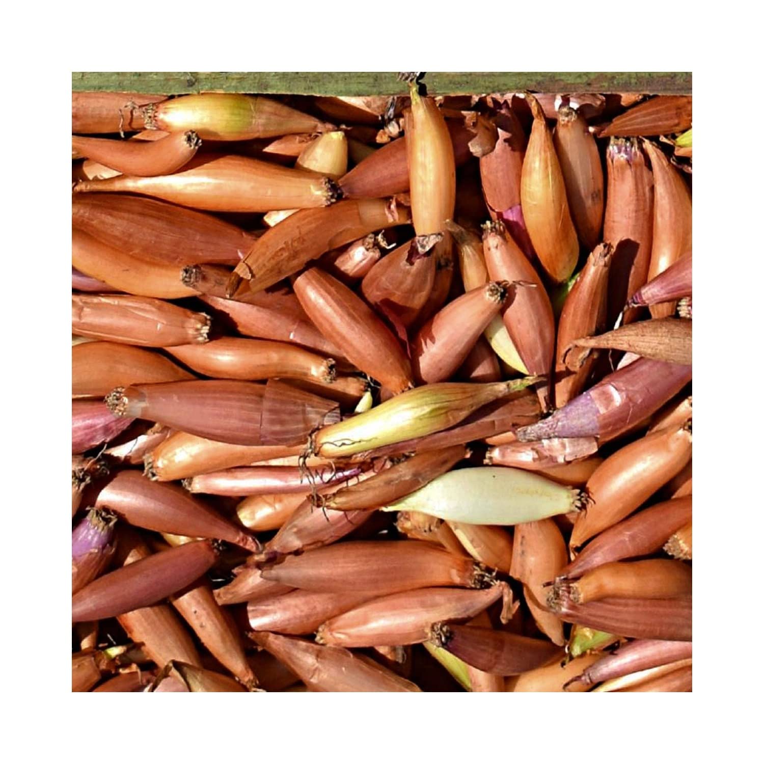 Easy to Grow Shallots Starters 6 Pack