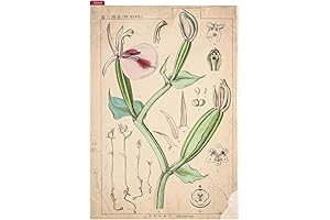 Hobonichi Drawer Pouch: Tomitaro Makino Pencil Board