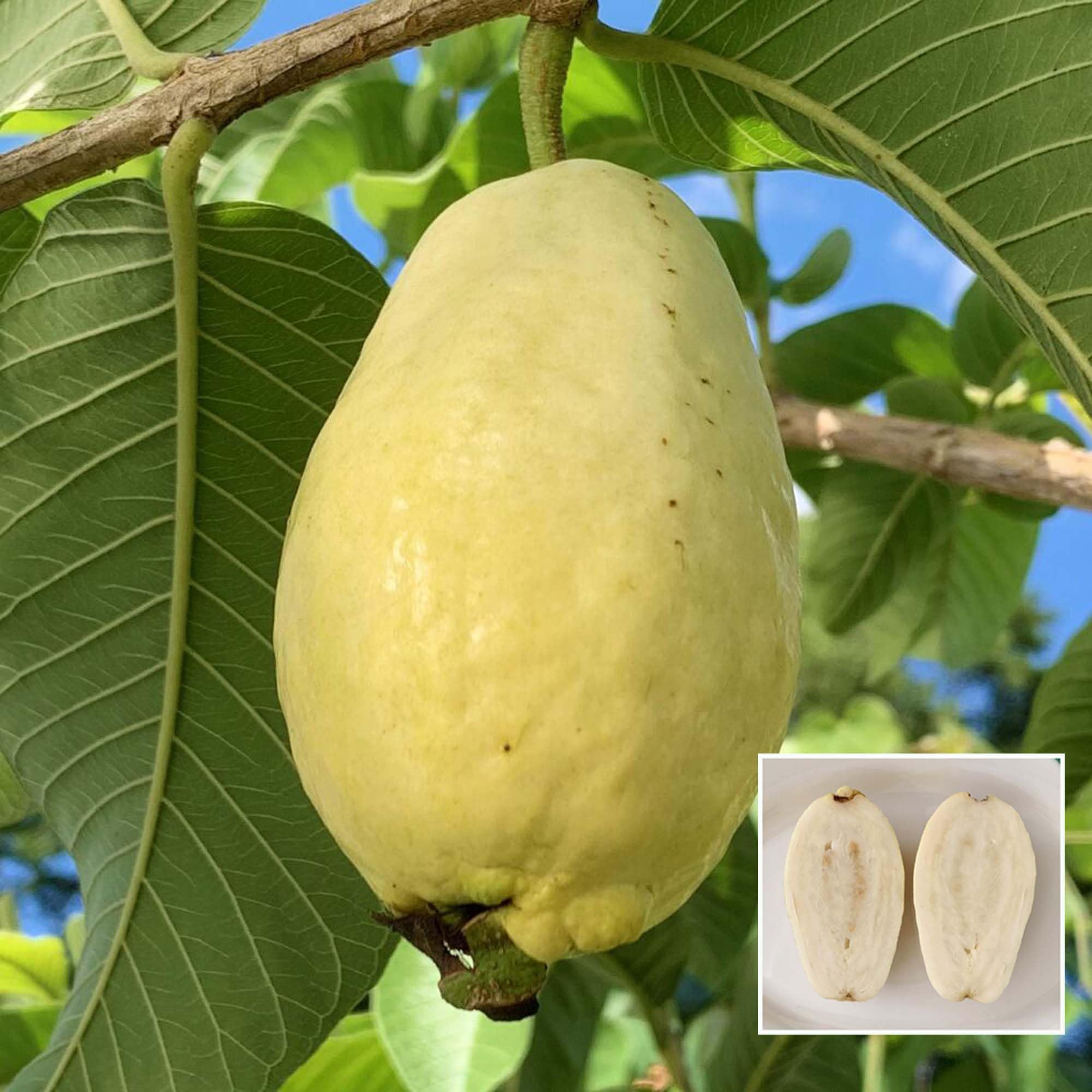 HAPING Mexican Cream Guava Amrood Layering/Grafted Fruit Live Plant (1.5-3 Feet Height) (B0CV762SRQ) Amazon Price History, Amazon Price Tracker