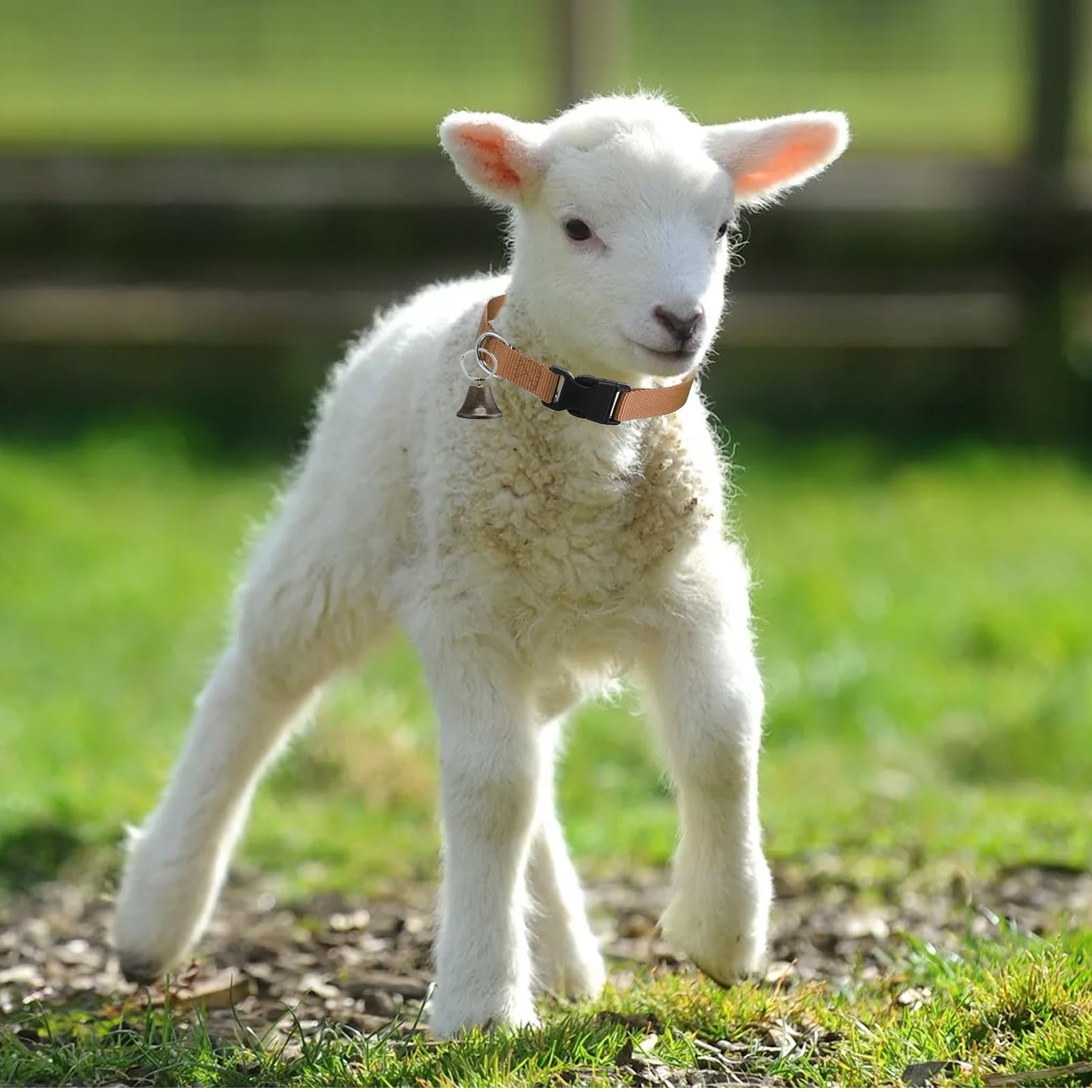 Colliers De Chèvre avec Clochettes, Collier Anti-dérapant Réglable pour Chèvre, Collier Cervical avec Boucle À Détachement Rapide Son Clair Design Anti-Perte pour Animaux De Ferme