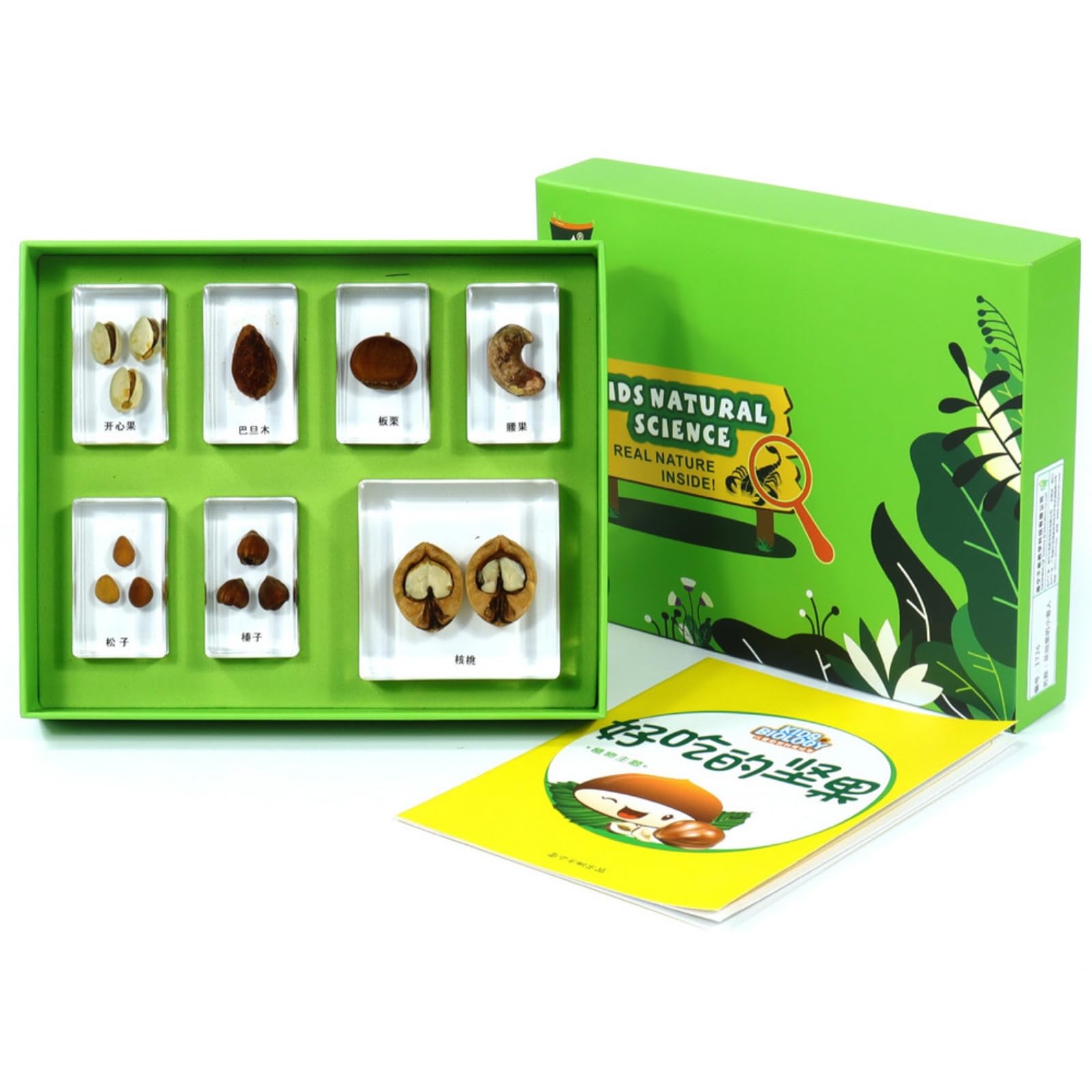 Kit Spécimens Naturels Naturel Jeu Scientifique avec Fiches Interactif Boîte Spécimens Pierres pour Enfants , Délicieuses Noix