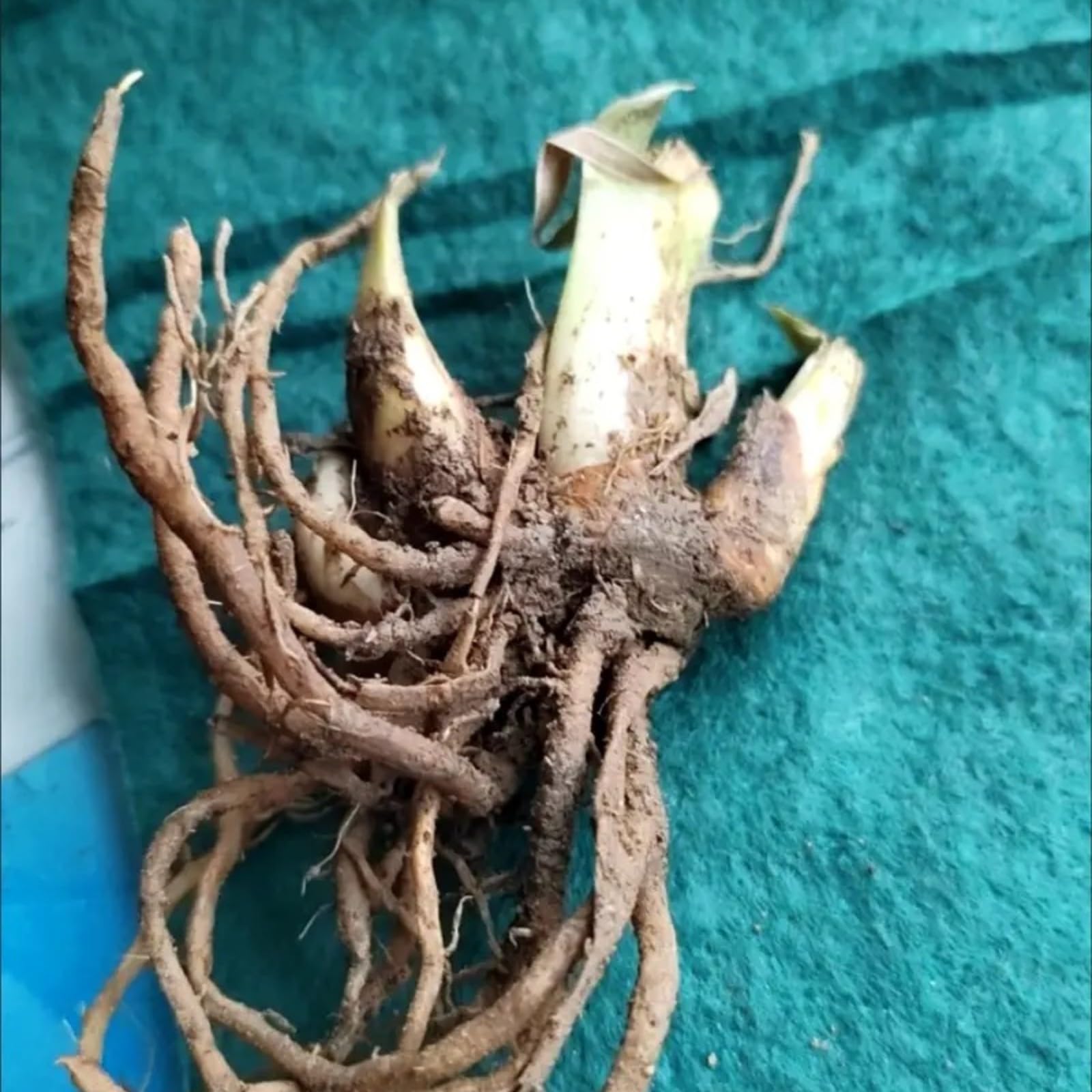 Bulbi Iris Per Giardino O Vaso - 4 Bulbi, Facili Da Coltivare, Fioritura Da Aprile A Luglio