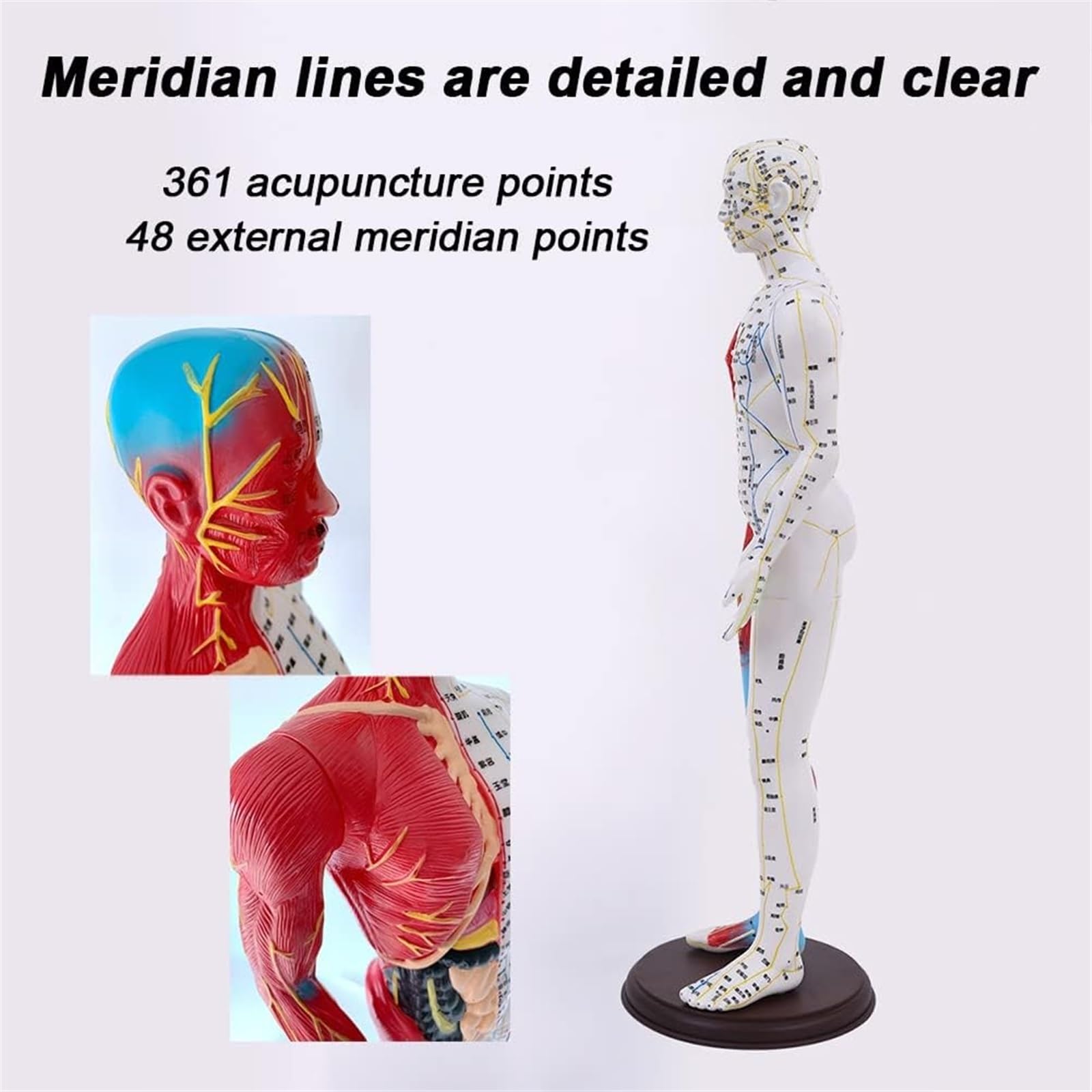 BuTkus Akupunktur- und Muskelanatomisches männliches Modell, 60 cm/23,6 Zoll – for Akupunkturisten und andere medizinische Fachkräfte, die Lehr- und Bildungsbedarf ausbilden