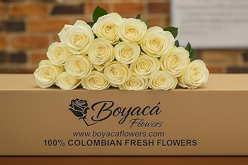 Boyacá flowers, Flores de Boyacá, ramo de rosas blancas de 50 tallo, flores frsh directas de la granja, regalo para aniversario, cumpleaños,