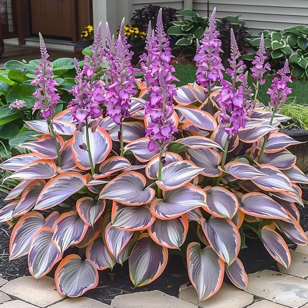 Mix Hosta Plant Now, Surprise Growth, Garden Decoration, No Watering Required, Easy to Maintain, Suitable for Autumn-4 Bulbs-J