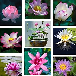 MOKALALA 30 Pcs Mixed Bonsai Lotus Seeds,Water Lily Flower Plant Fresh Garden Seeds,Finest Viable Aquatic Water Features S...