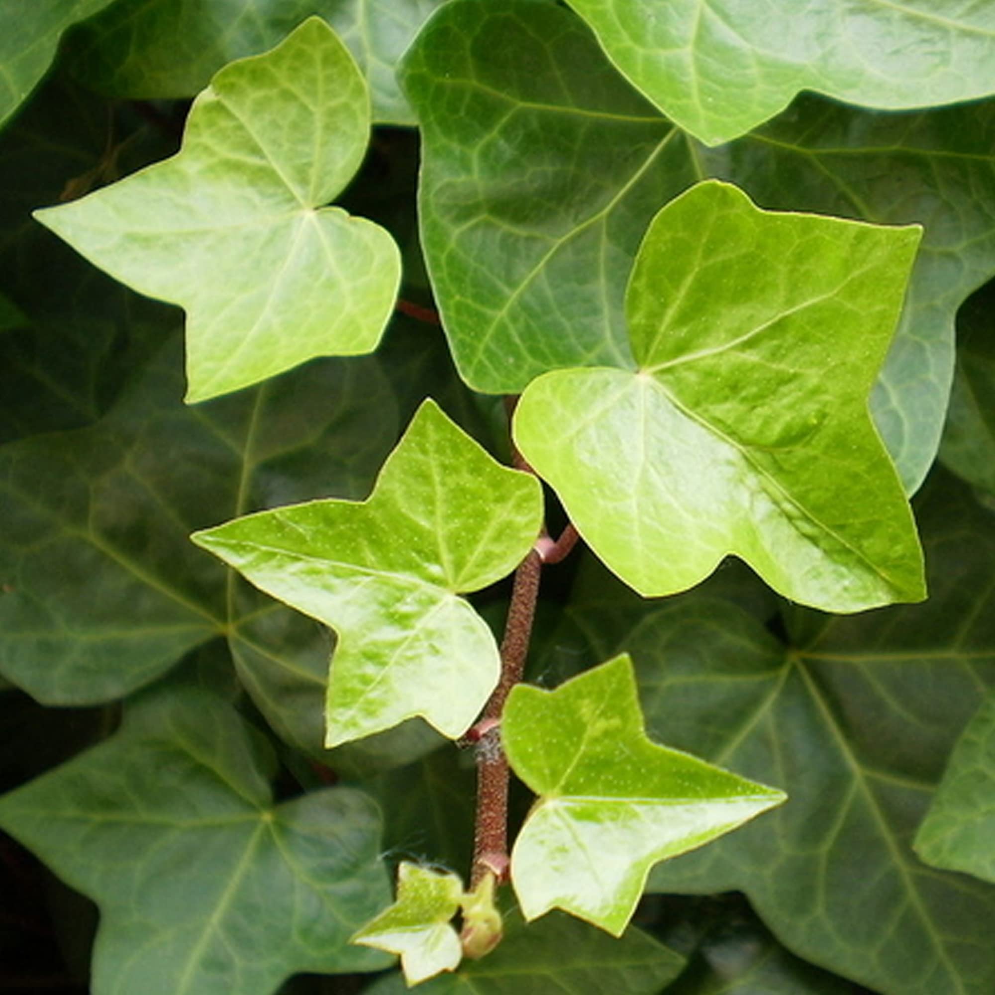 GardenersDream Hedera Helix - Gemeiner Efeu Winterhart - Kletterpflanzen  Winterhart Immergrn - Bodendecker Mehrjhrig : Amazon.de: Garten