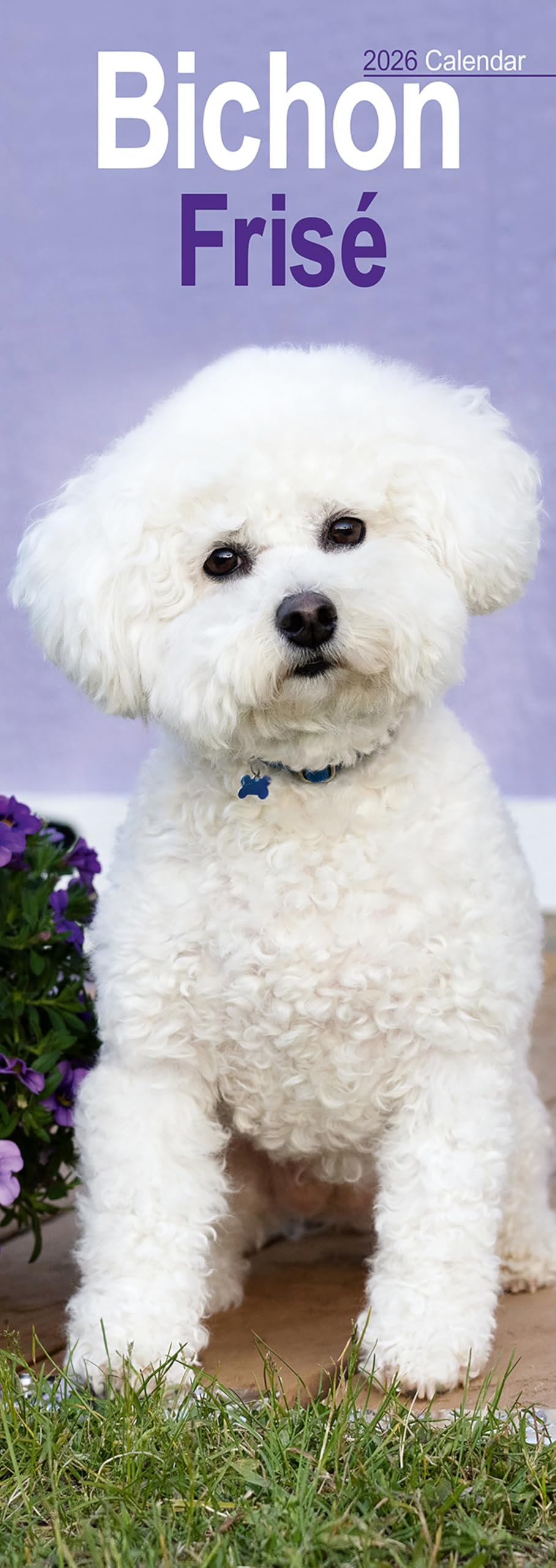 Bichon Frise Slim 2026 Calendar | Slimline Wall Calendar | Dog Breed Gift | Plastic Free Packaging | by Avonside Publishing