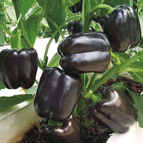 Semillas de caballo negro de pimiento dulce vegetal heredero para plantar semillas gigantes sin OMG 30