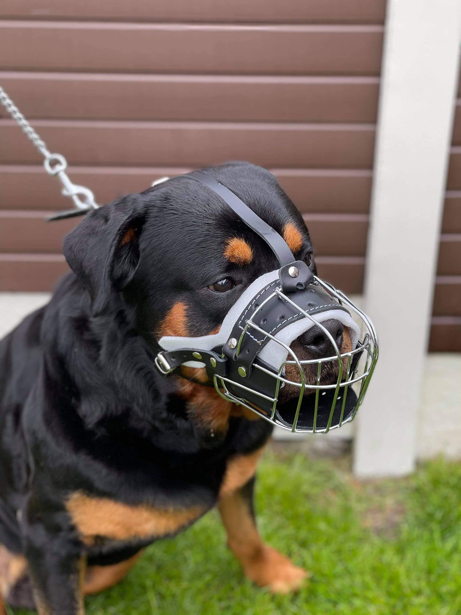 STRONG Wire Metal muzzle Basket Dog Muzzle Rottweiler,Mastiff Golden Retriever & other (TR, Silver/Black Leather)