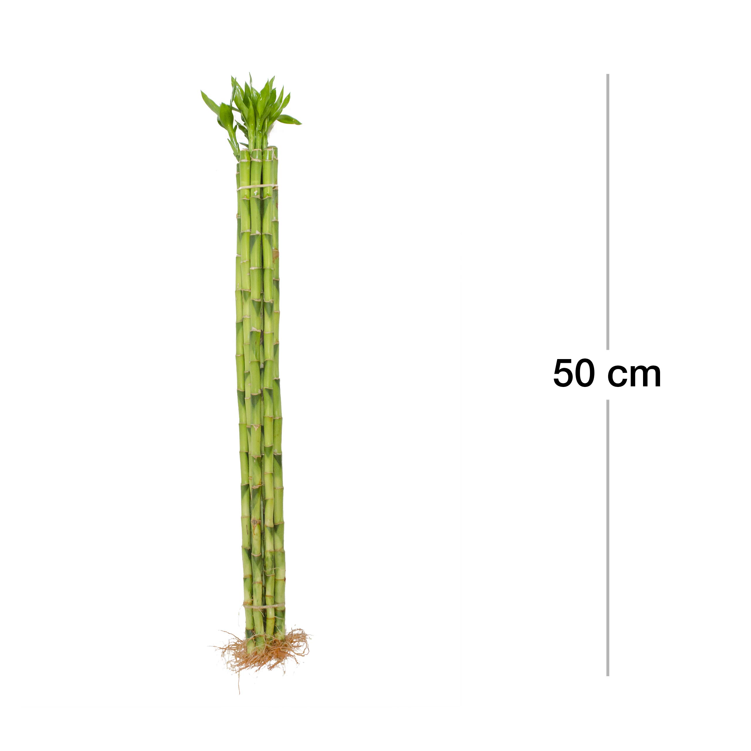 Lucky Bamboo Glücksbambus - Gerade in verschiedenen Groessen - Zimmerbambus Gluecksbambus Zimmer Deko Bam Boo dracaena sanderiana Zimmerpflanze (10, 90 cm)