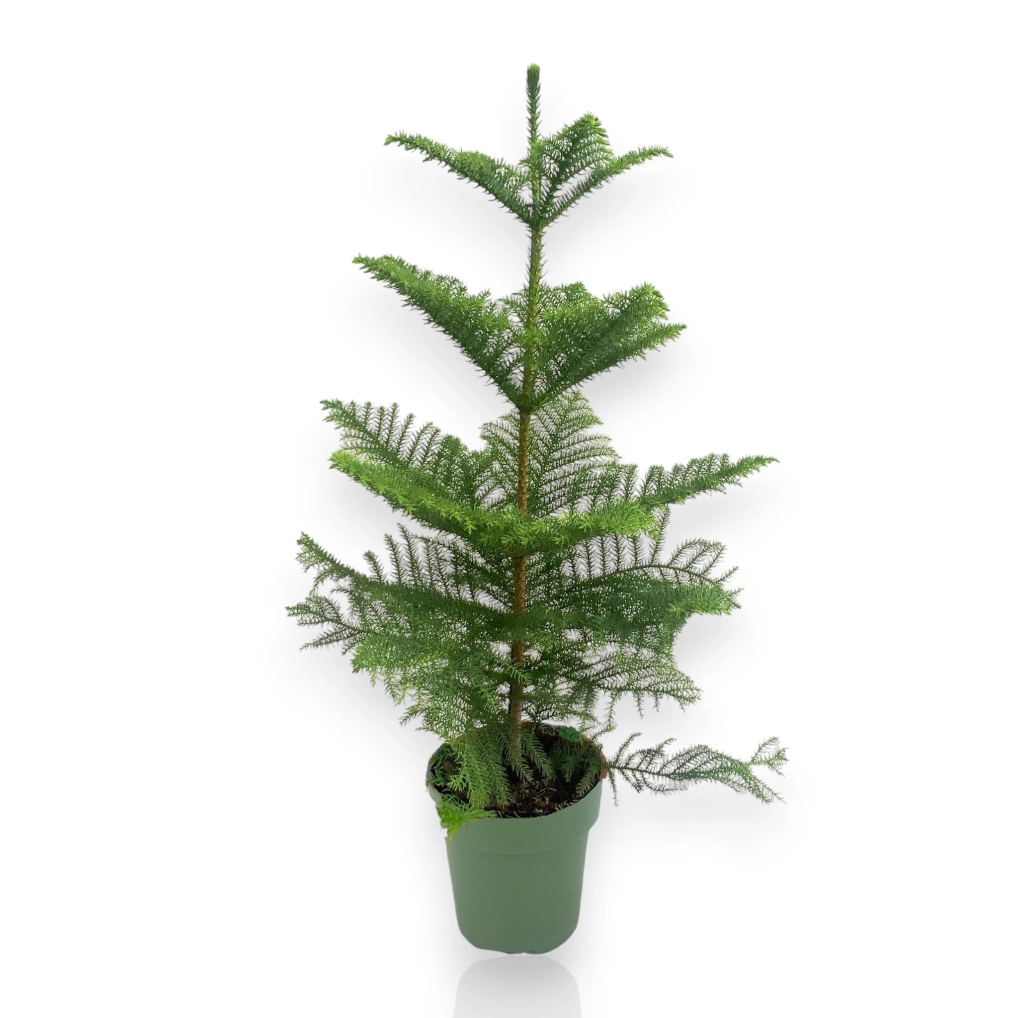 Araucaria Pianta da Interno Ornamentale, Verde, 100 cm, Vaso 21