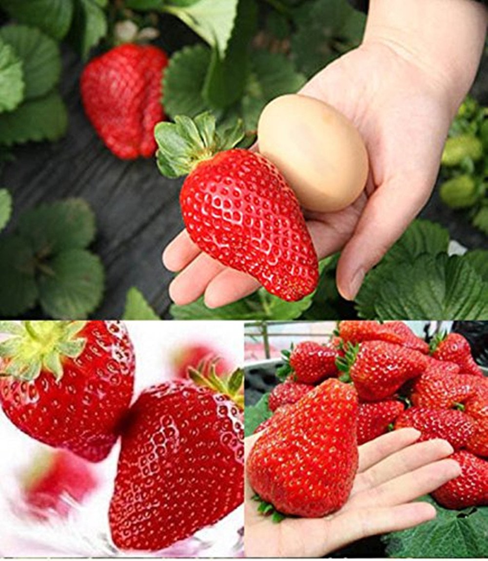 Buy Giant Strawberry Seeds 200Pcs/BIG 