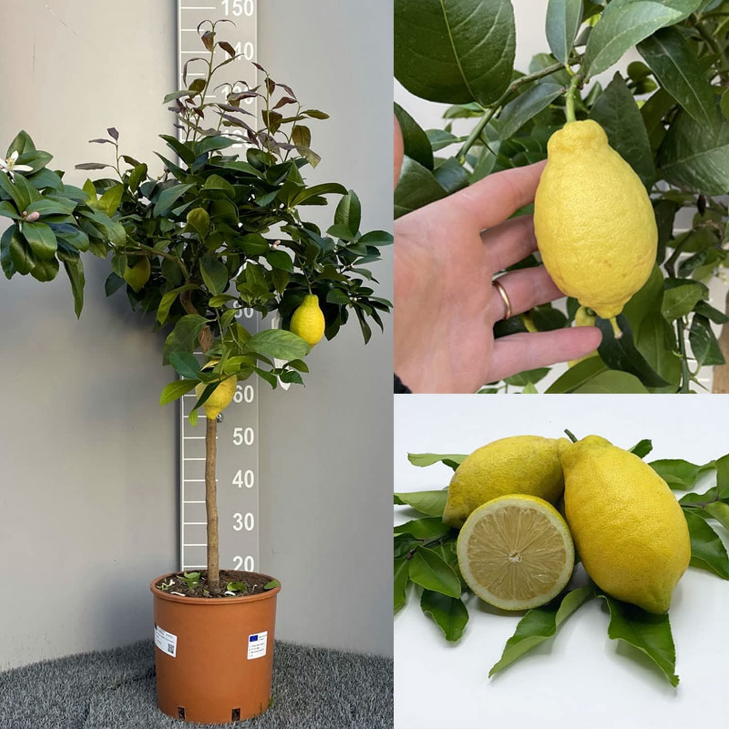 SAVINI VIVAI Pianta di Limone Albero Agrumi Lunario Limone ad Alberello in Vaso da 20 cm altezza 70 cm 2-3 Anni di innesto Made Italy