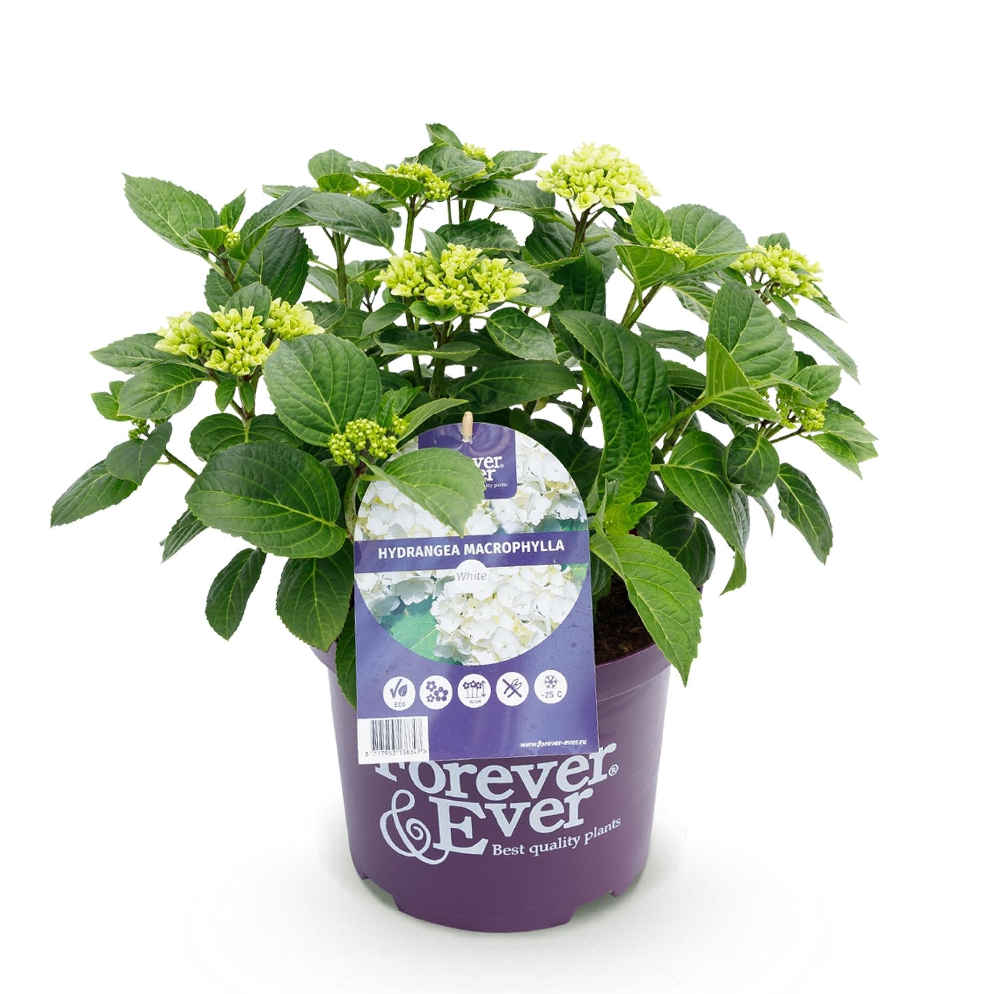 Hortensja Hydrangea macrophylla Forever & Ever biała, roślina balkonowa, 7-12 kwiatów, doniczka 23 cm, wysokość 55 cm, łatwa w pielęgnacji, na grządki, taras i balkon