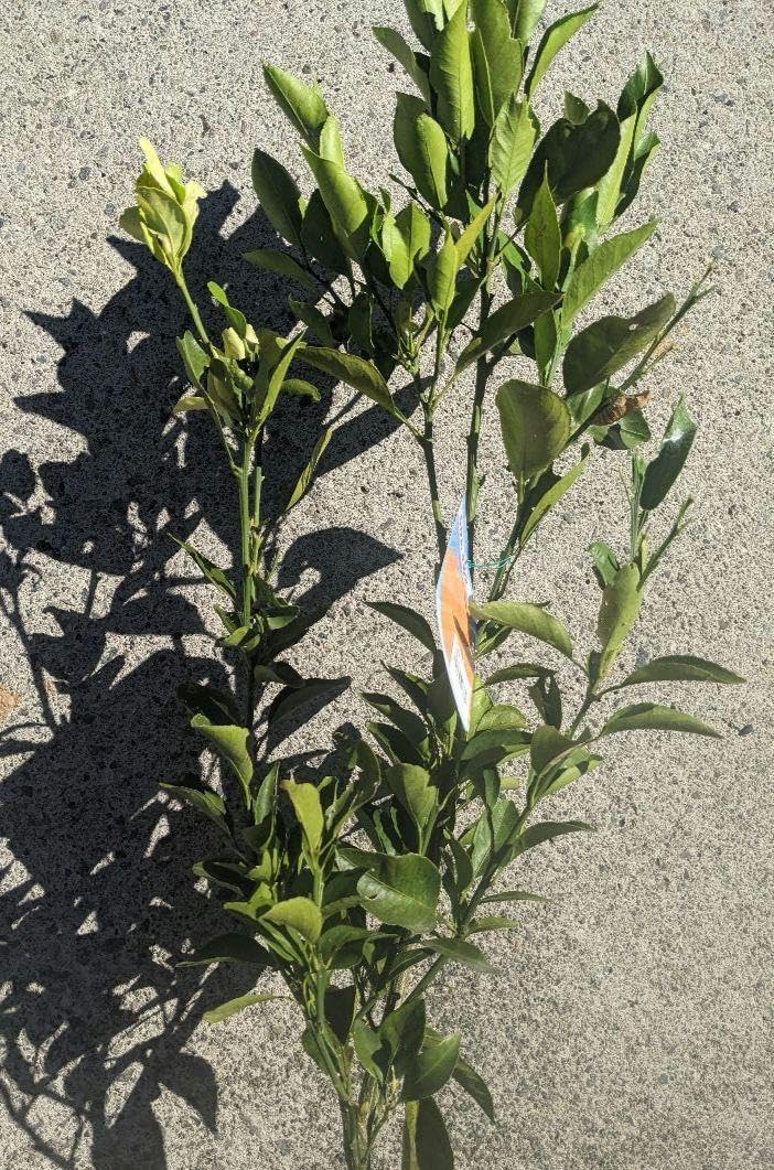 不知火デコポン大苗木♪ レモンの横に♪ 不知火デコポンみかん苗木 レモンの横に レモン苗木