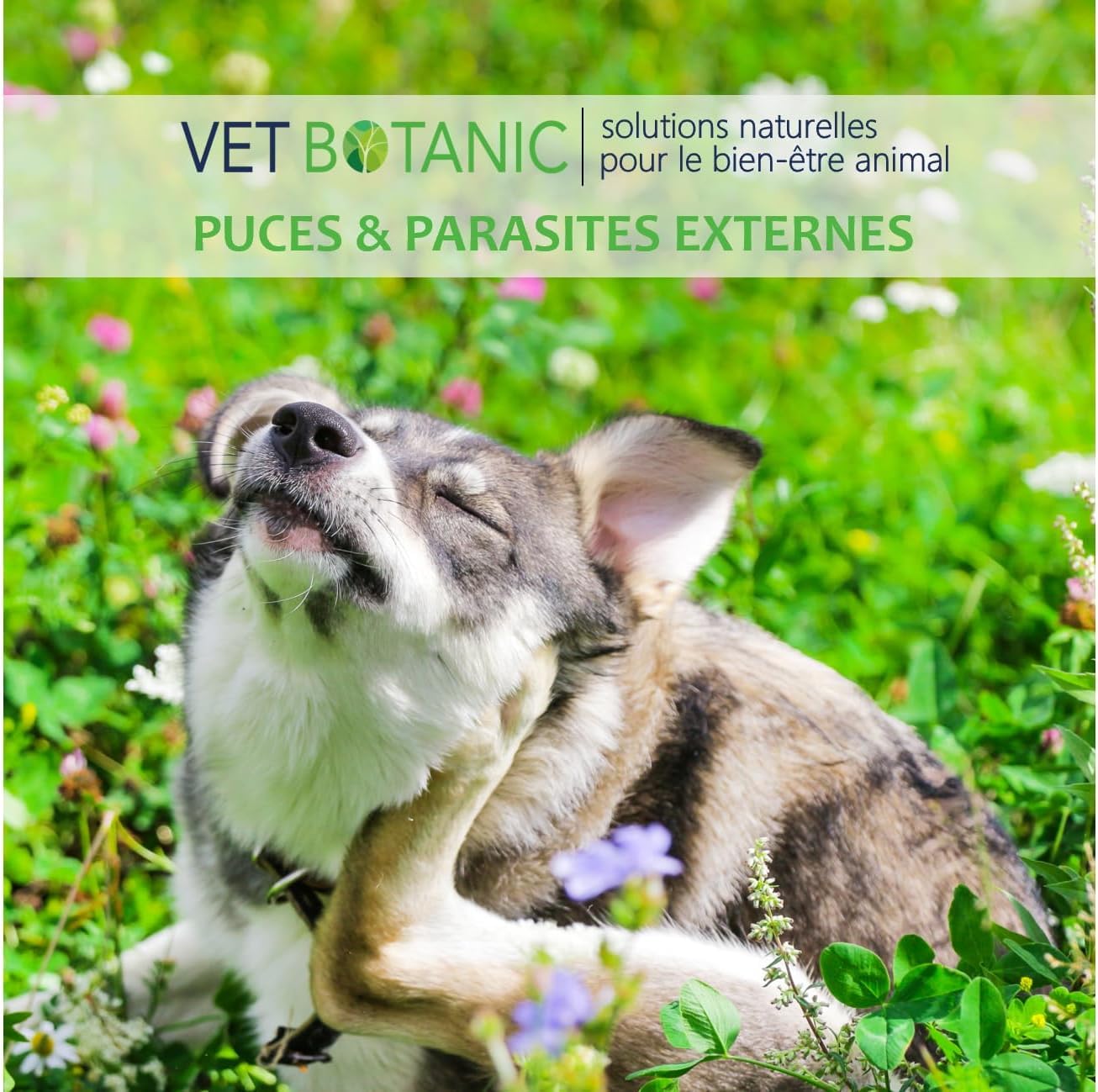 Terre de diatomée Chiens et Chats – Parasites externes Chiens et Chats (Poudre) - 100g