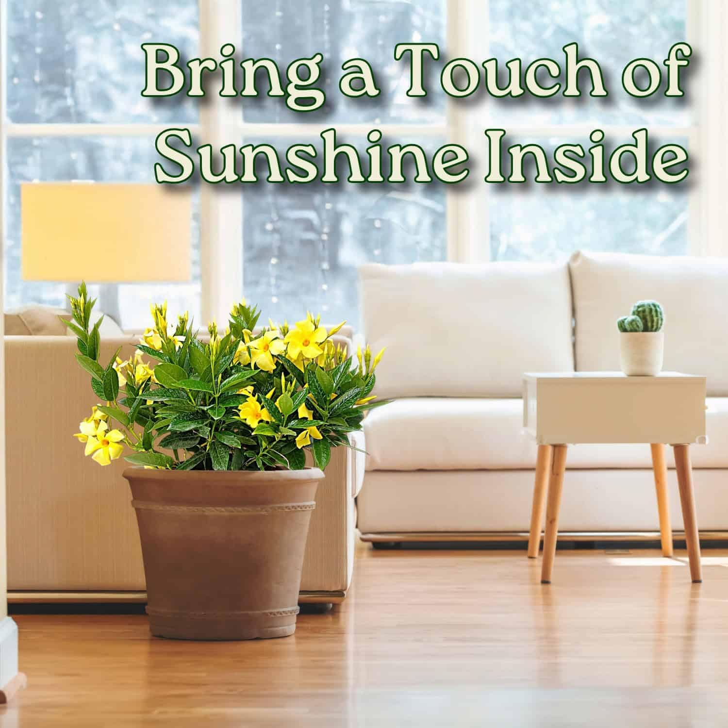 Yellow Dipladenia Bush Live Flowering Plant - 22" to 26" Overall Height - Tropical Plants of Florida (Plant in Growers Planter)