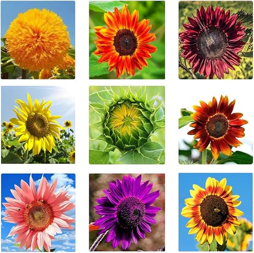 1000pcs Mix Sunflower Seeds for Planting - 10 Varieties Heirloom and Non-GMO Seeds for Outdoor Garden and Bonsai Plants, Easy to Plant and Grow