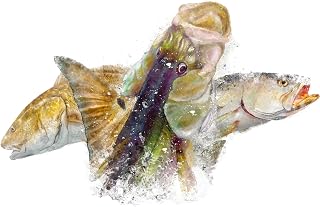 Inshore slam fishing art print featuring a snook, redfish and trout. A great gift for a Florida fisherman. Hand-signed fishing art