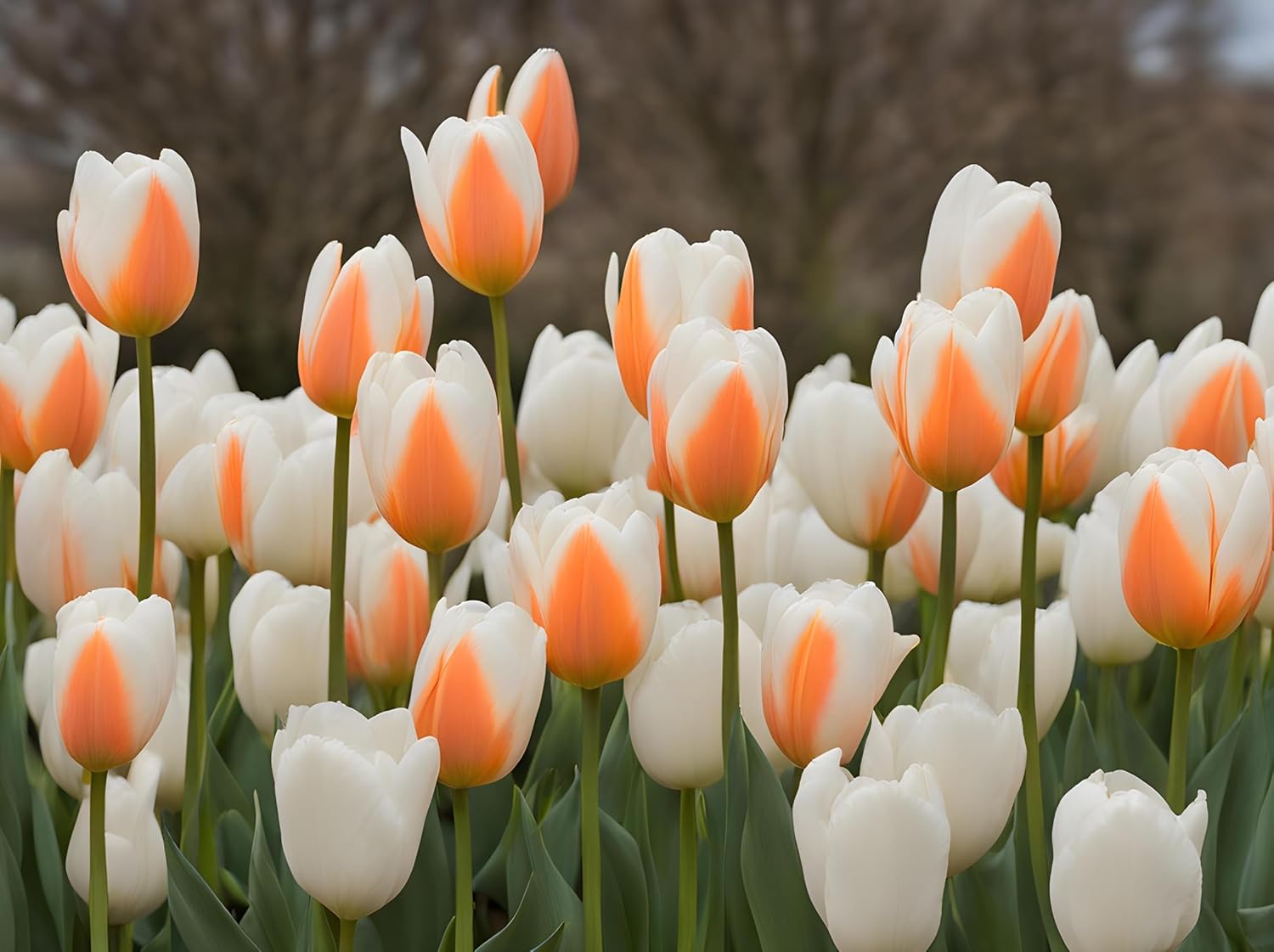 Orange Sherbert Tulip Bulbs for Planting – Top Size Bulbs, Perennial Flowers (20 Bulbs)