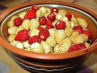 Vista 1 de Seeds Wild Alpine Strawberry Red & Yellow Seed Mix 100 Seeds for Planting Perennial Non-GMO